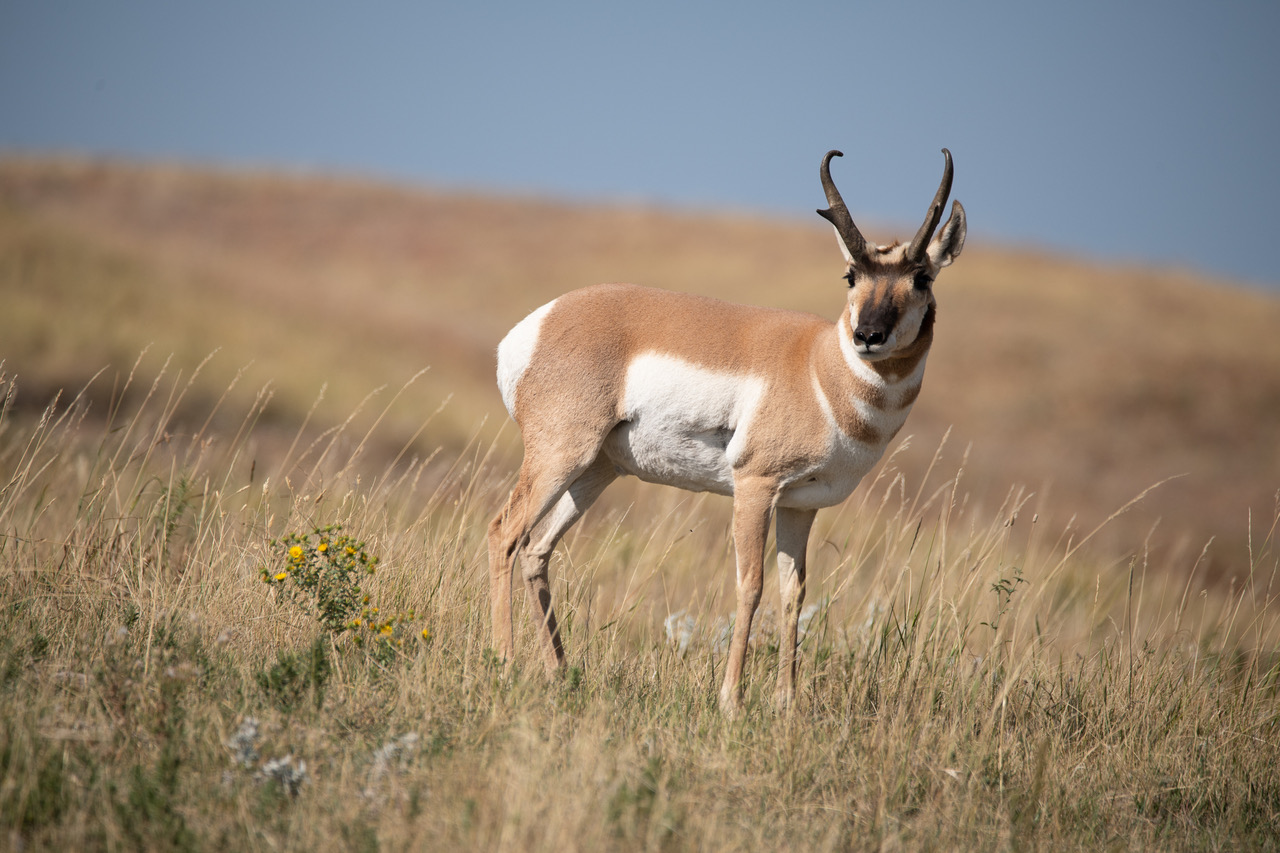 Another Prong Horn. This one was in Wyoming