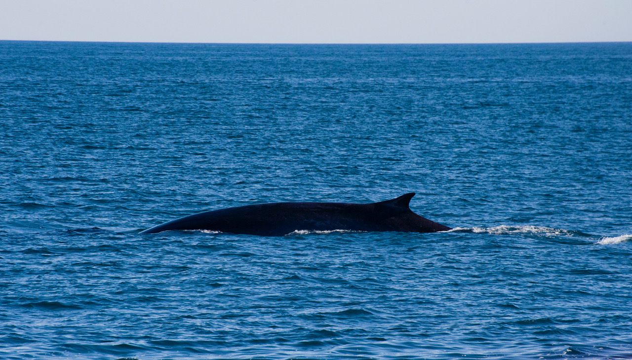 Fin whale, Gulf of Alaska