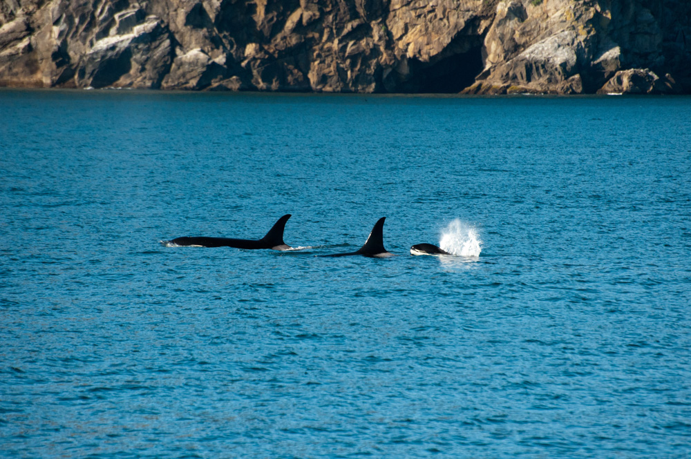 A family pod of orcas off Alaskan coast