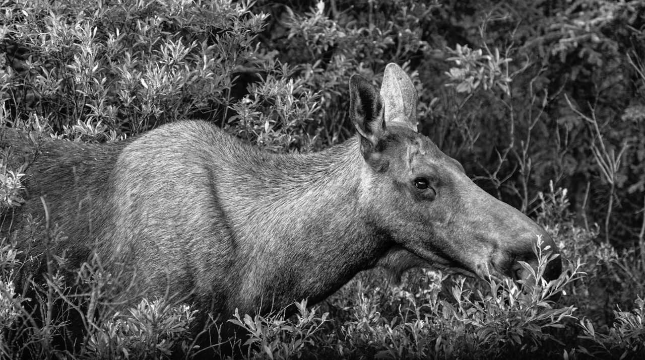 Moose in Alberta. This took me by surprise; I didn’t know it was there