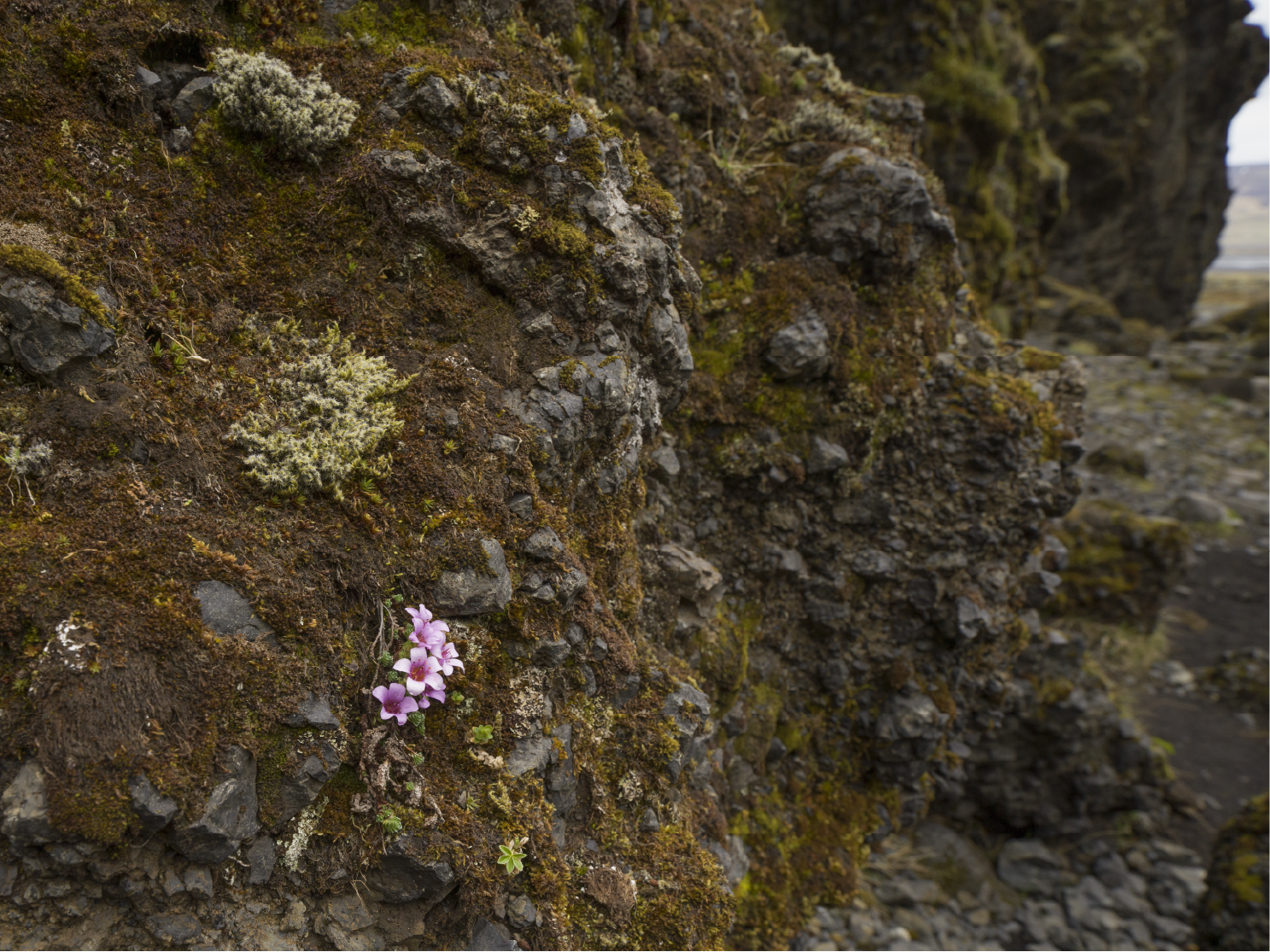 Arctic Thyme, Iceland