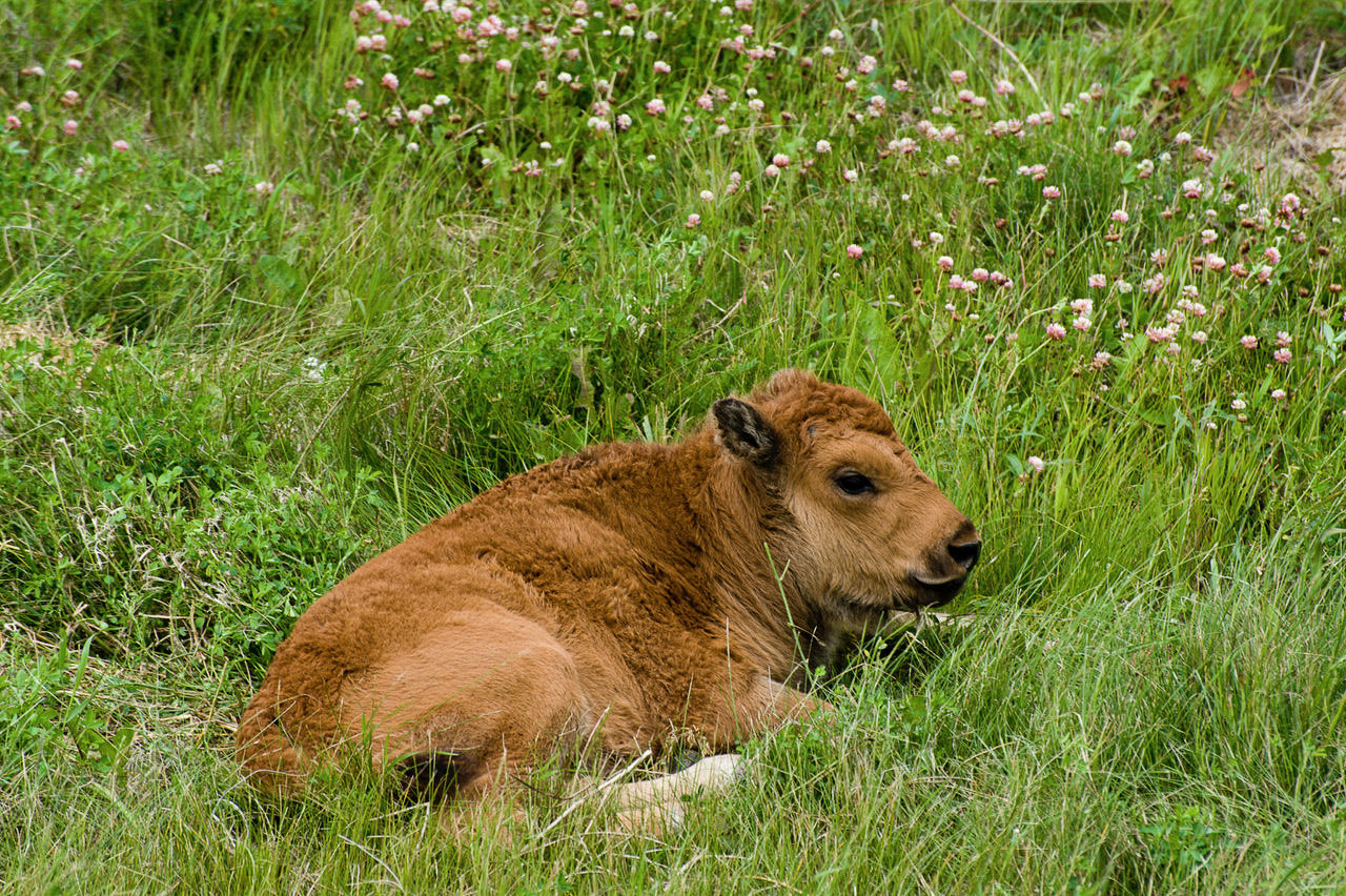 Baby woods bison snoozes beeside the Alcan highway, Canada’s Route 1