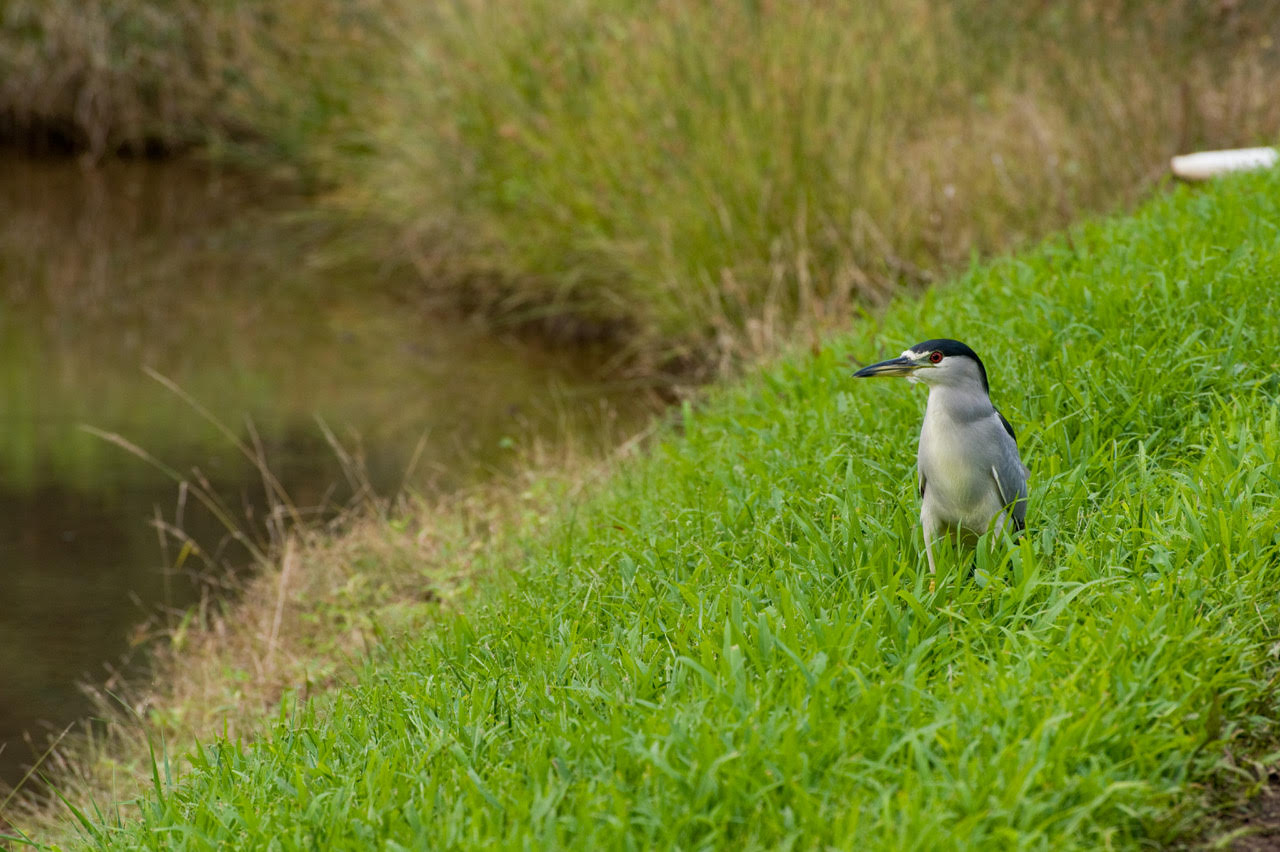 Black crowned Night heron