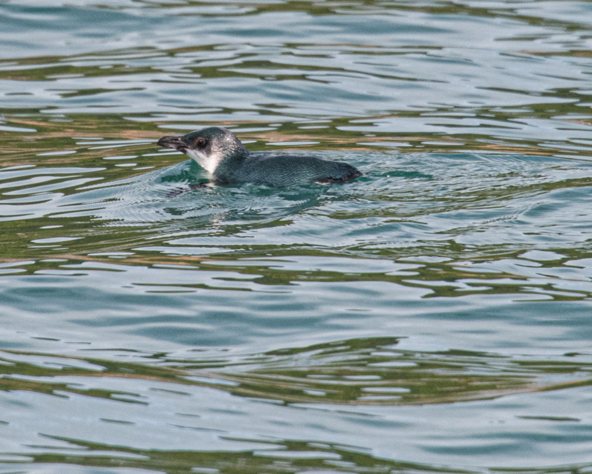 Blue Penguin (rare and endangered) New Zealand