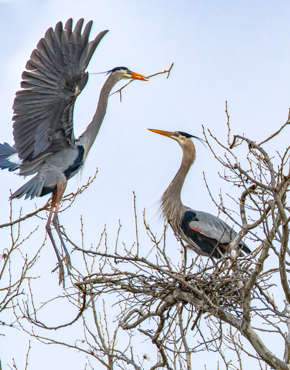 Blue herons build a nest
