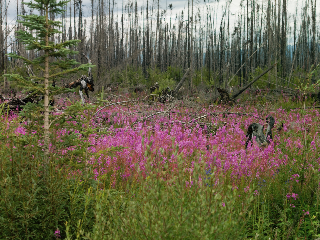 Fireweed (foreground) is the first plant to arrive after a forest fire (shown in background) Campbell Highway, British Columbia