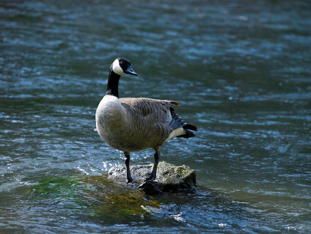 Canada goose