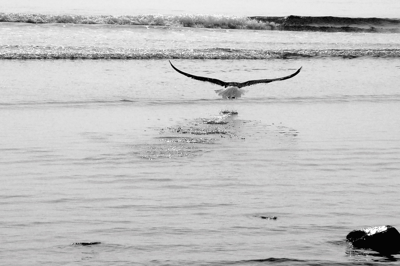 Eagle