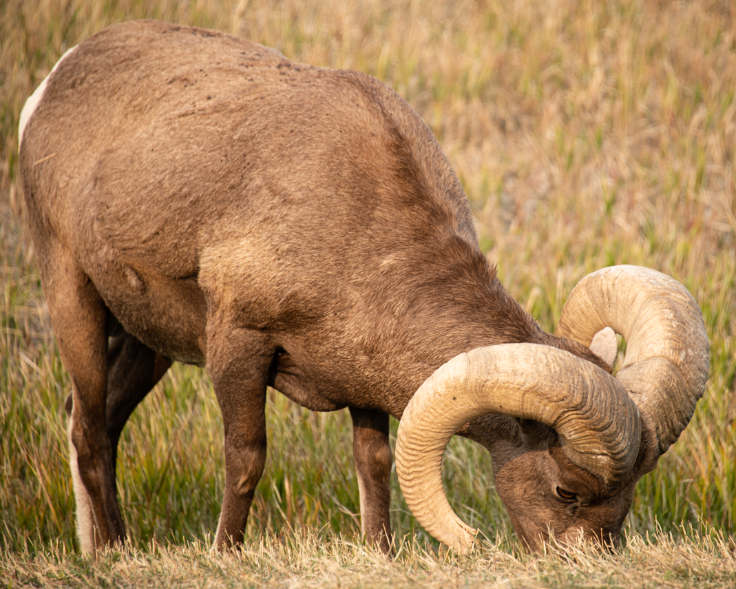 Here’s one photo of a Big Horn sheep grazing in the Badlands