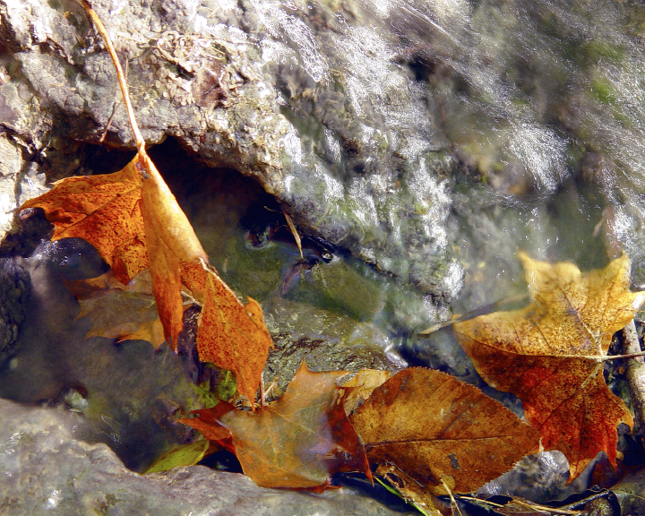 Leaves In Spring