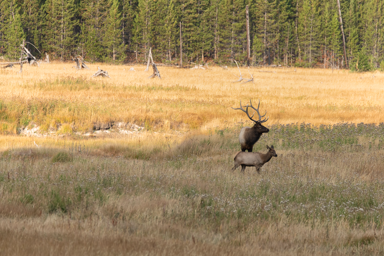 Protective Bull Elk, Yellowstone NP 2020