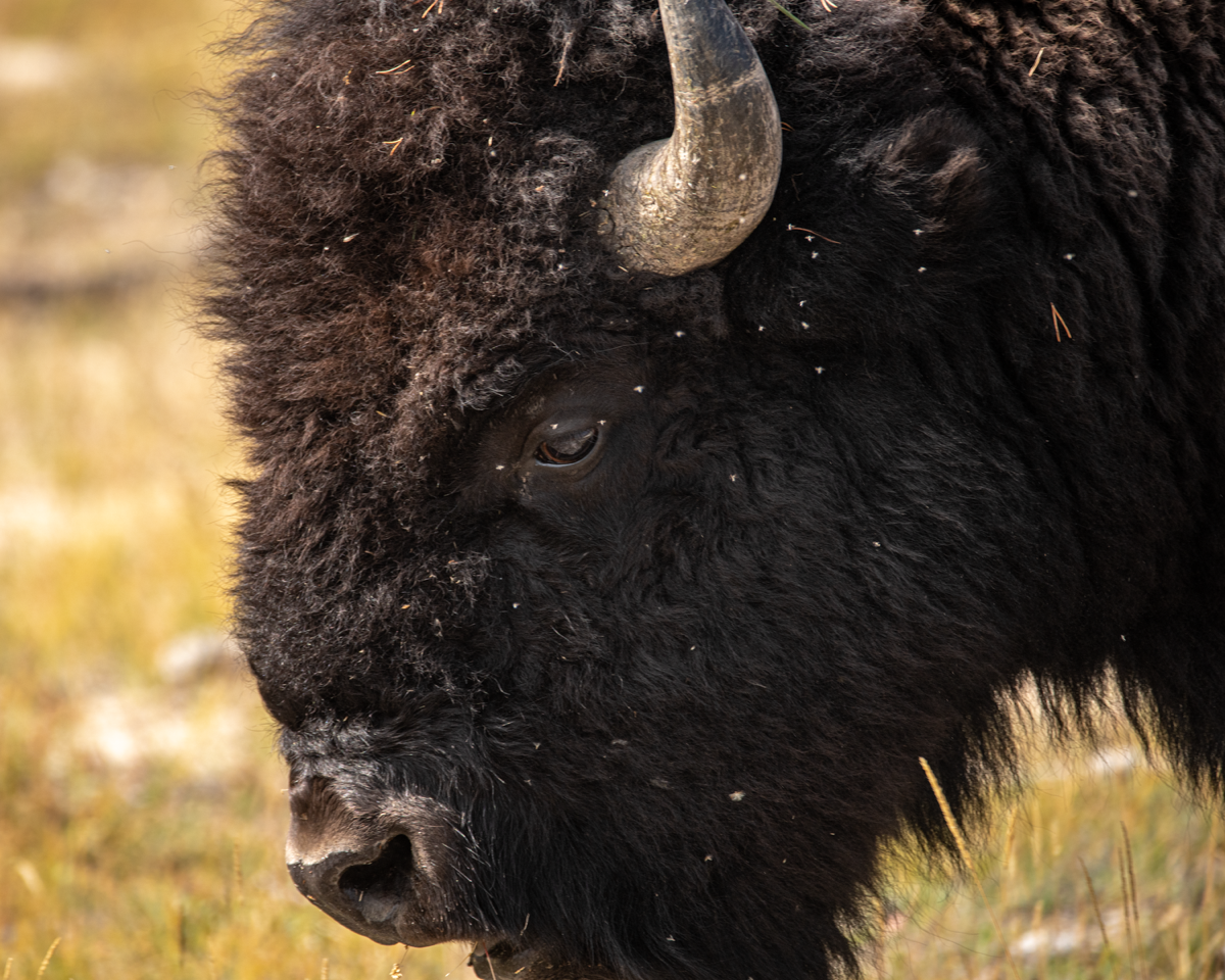 Bison eyeing photographer, South Dakota