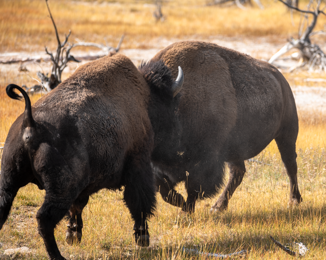 Bisons pushing each other, Yellowstone NP