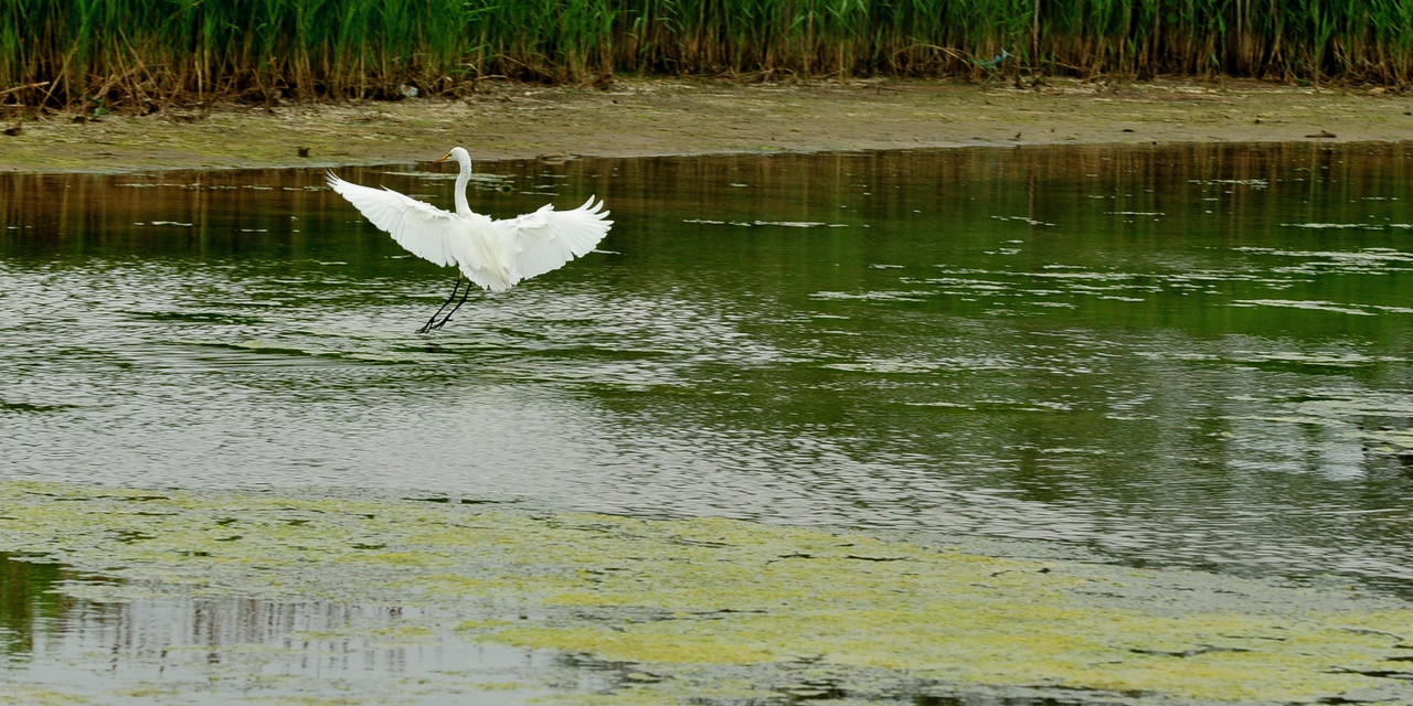 Egret Landing, Scituate MA