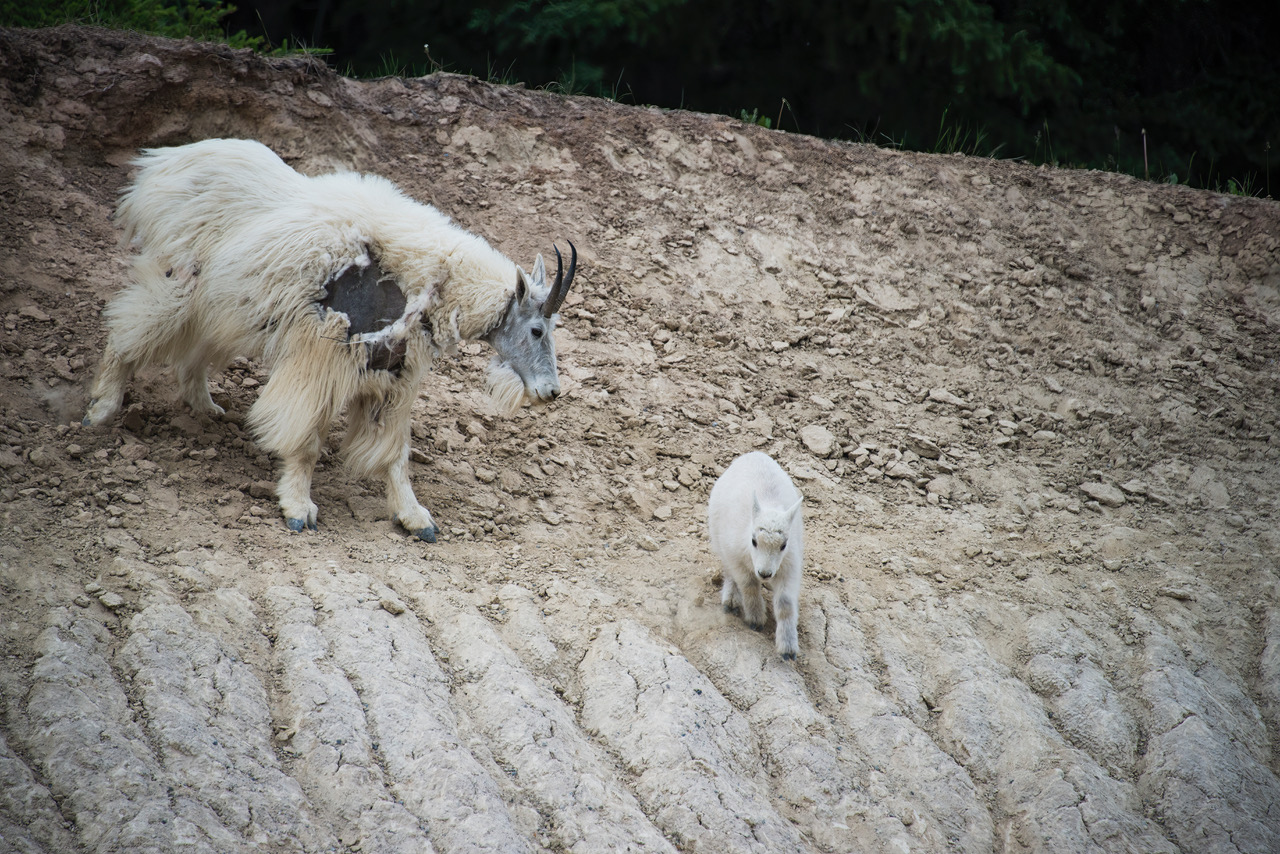 Mountain Goats licking salt from the roadside, near Jasper, Alberta