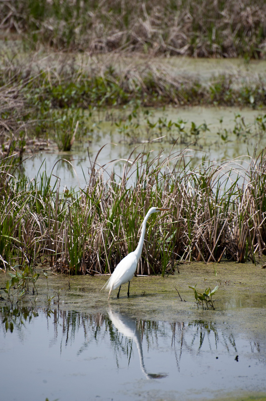 Great Egret Virginia