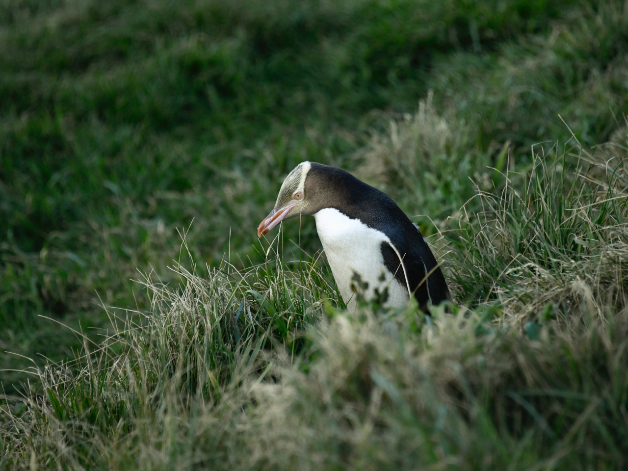 Yellow Eyed Penguin Portrait