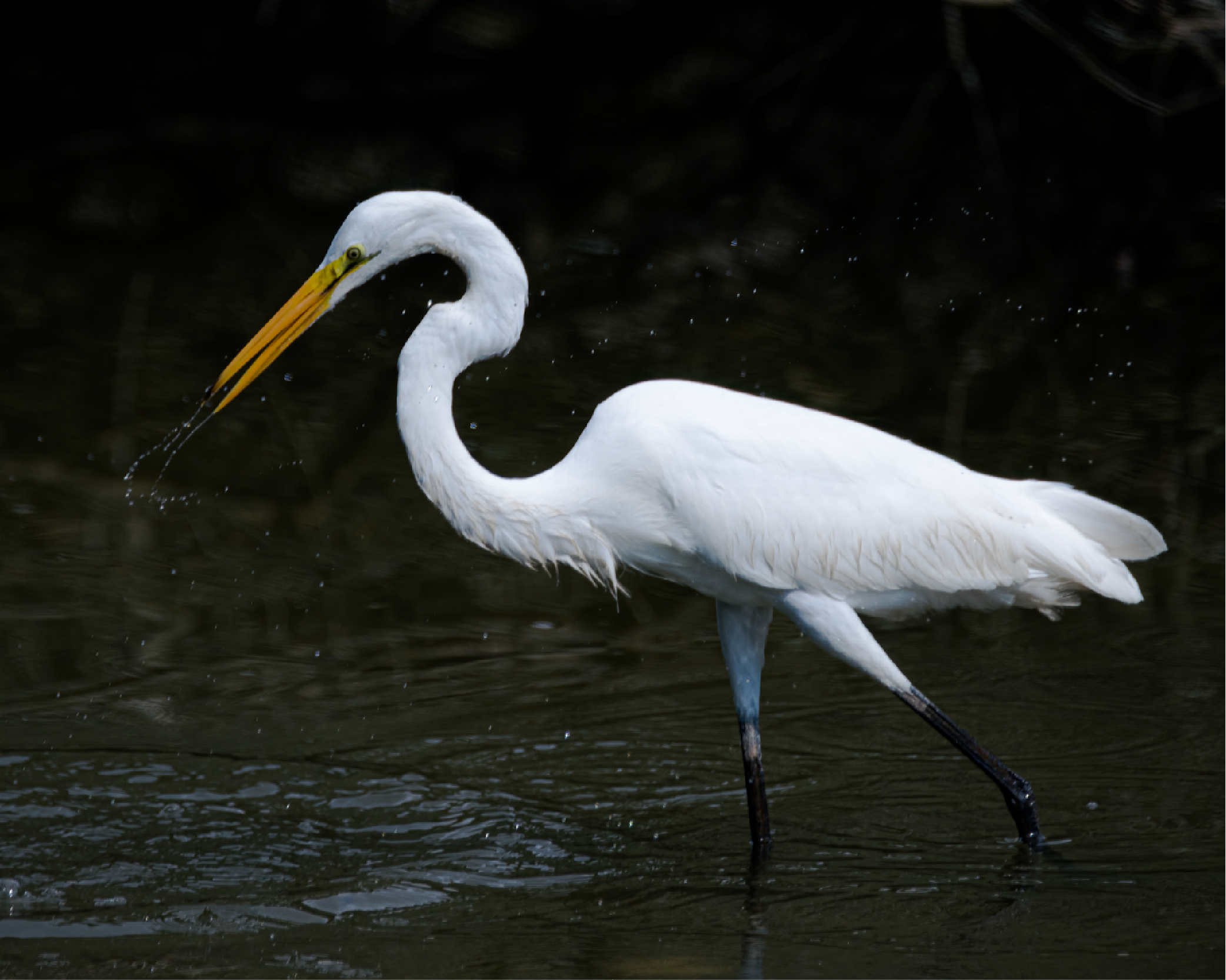 Gulp! Heron catching a meal (note lump in throat).
