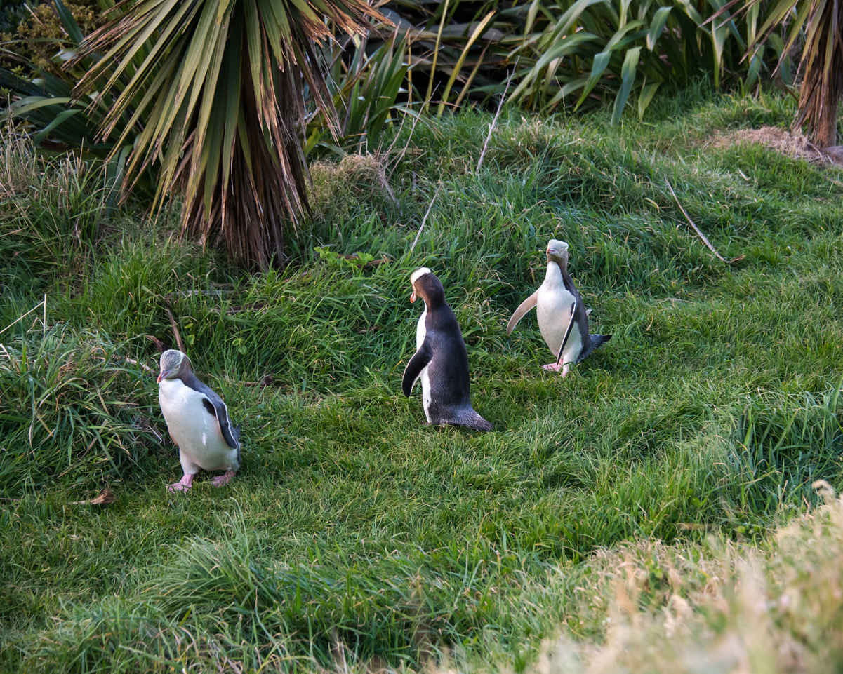 Yellow-eyed penguin threesome
