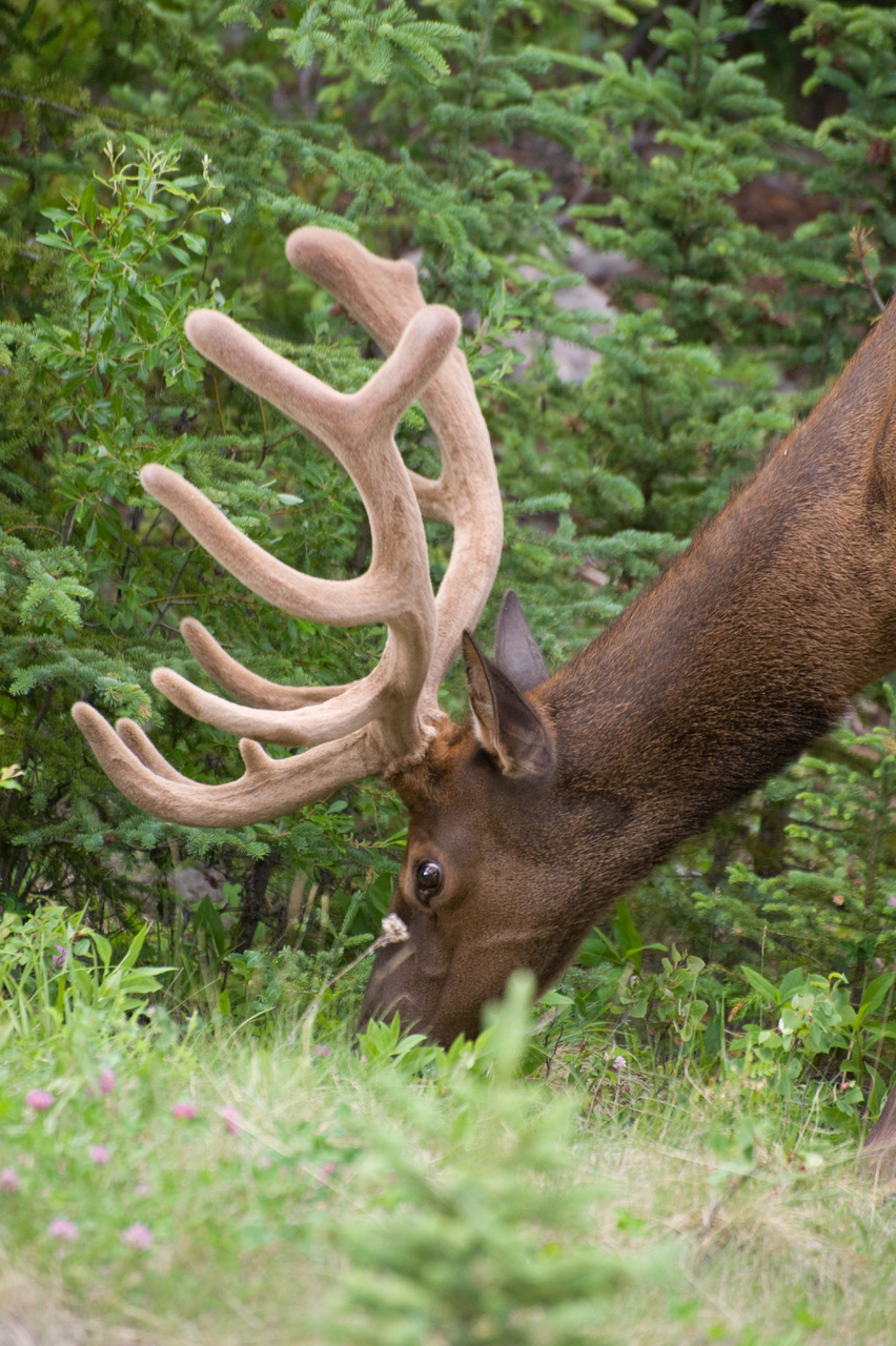 Elk in Velvet
