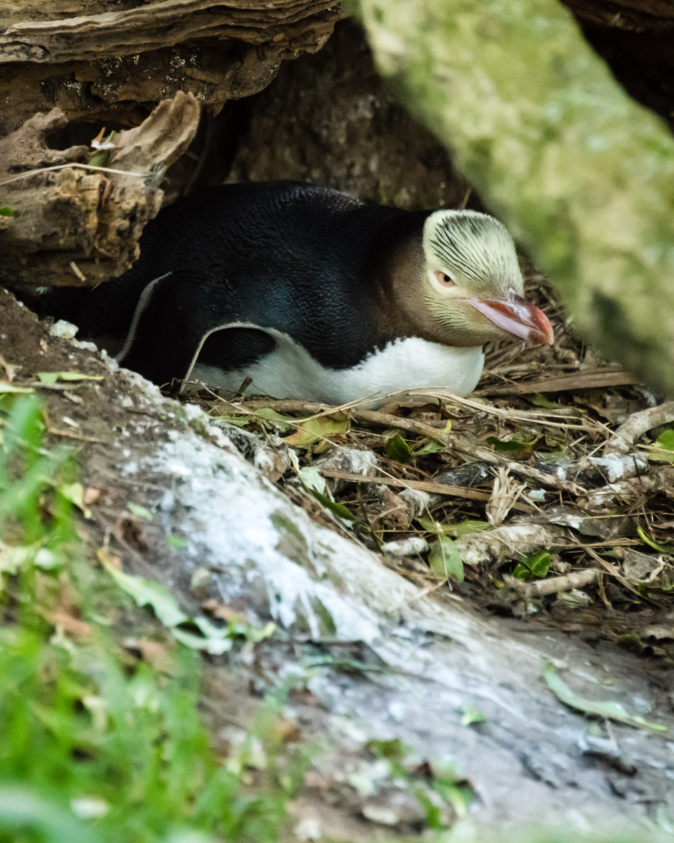 Yellow-eyed Penguin Nesting