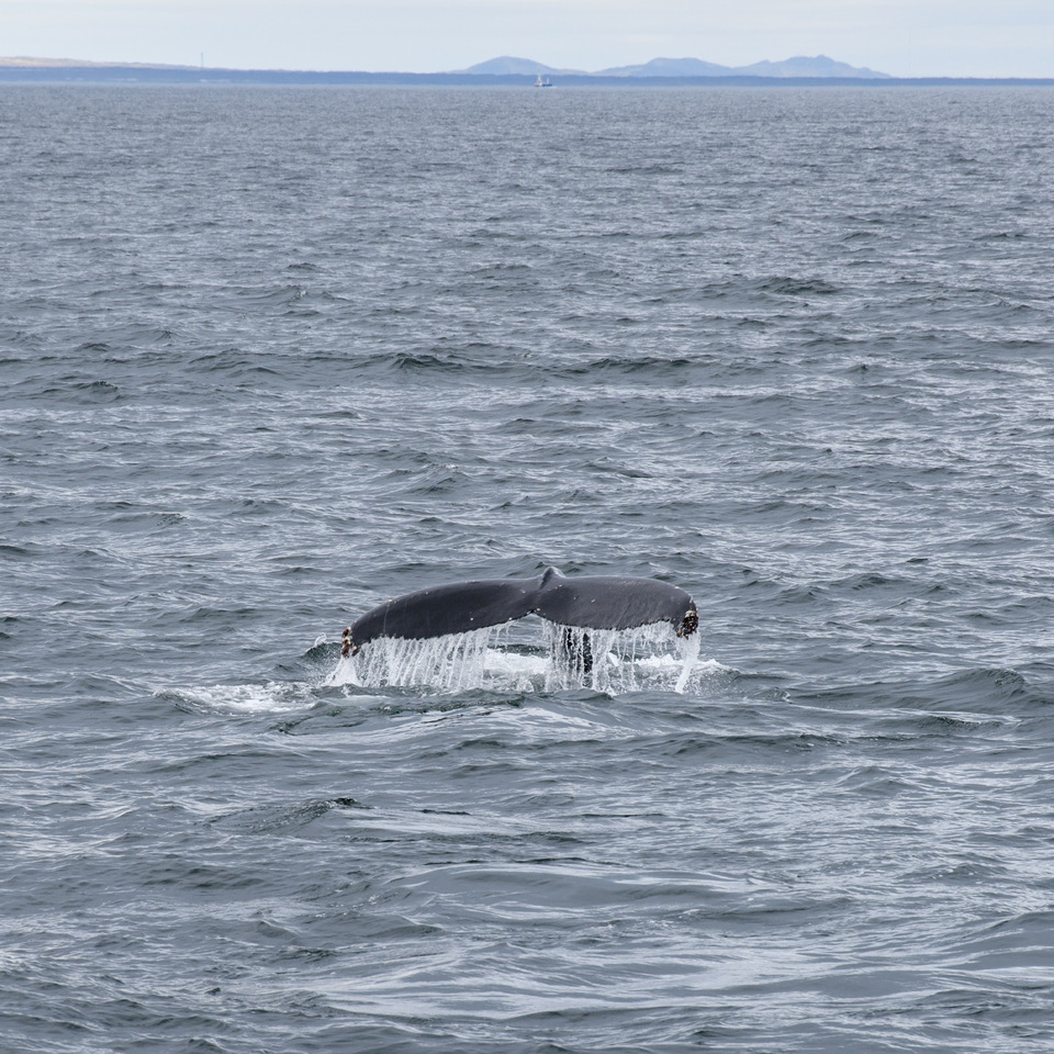 Humpback whale sounding, Iceland