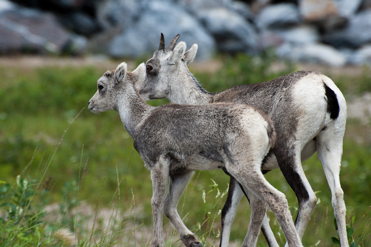 Caribou Mother and Child Tombstone Territorial Park, Yukon
