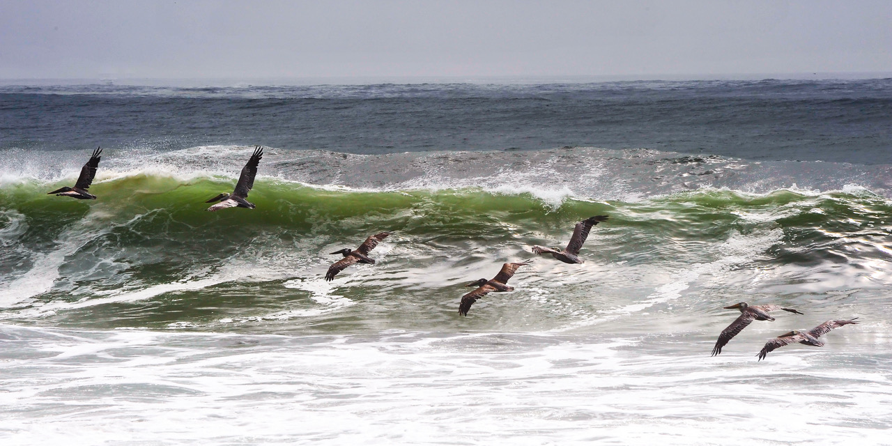 Pelicans on patrol, Rialto Beach, WA