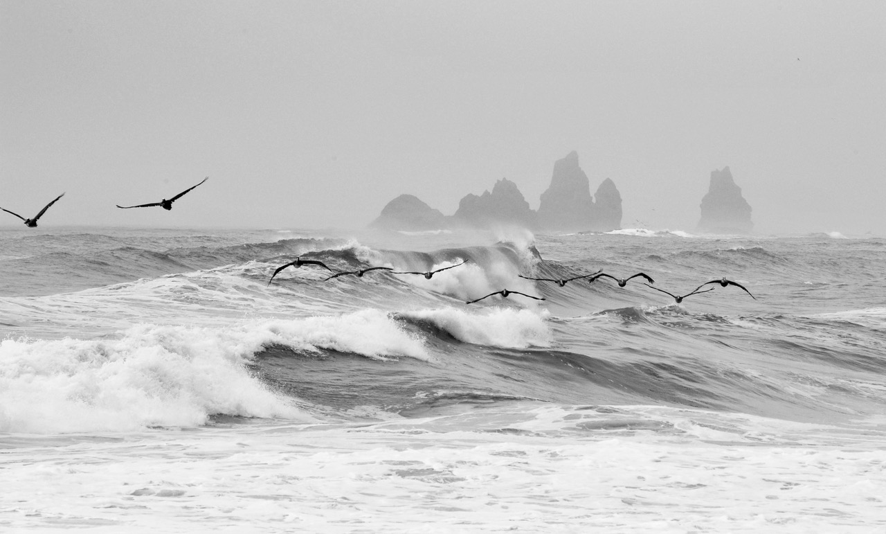 Pelican squadron on patrol, Rialto Beach