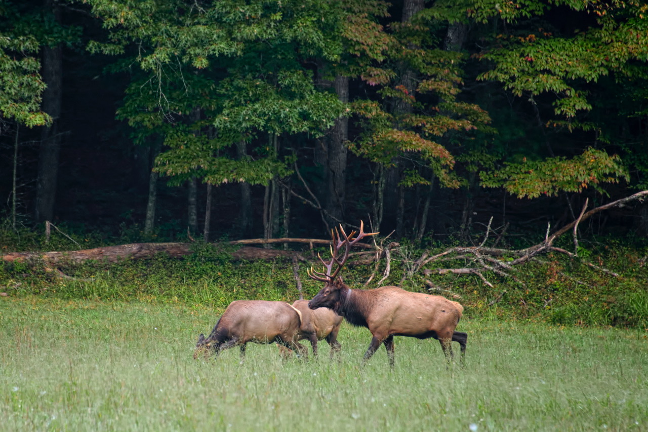 Elk in Rut, North Carolina