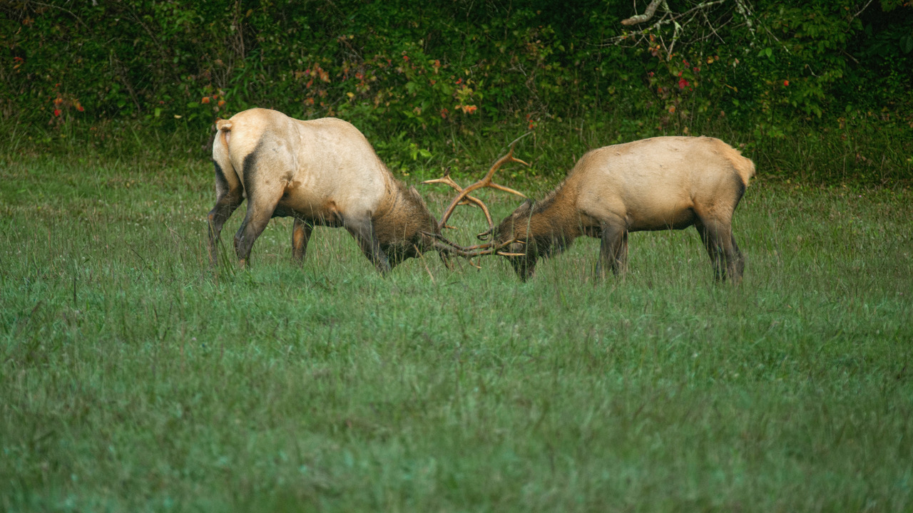 Elk locking horns