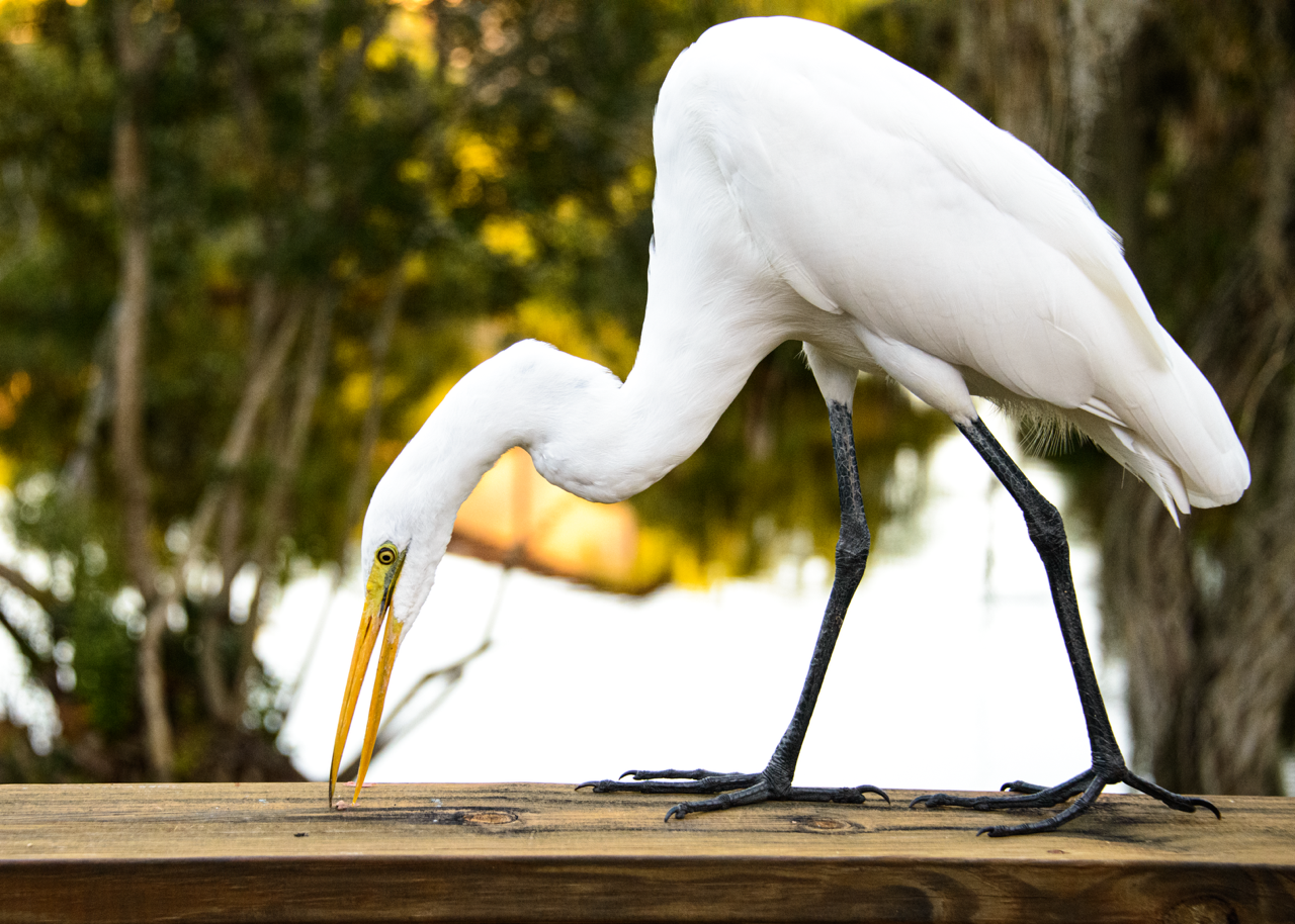 Egret Portrait, Florida