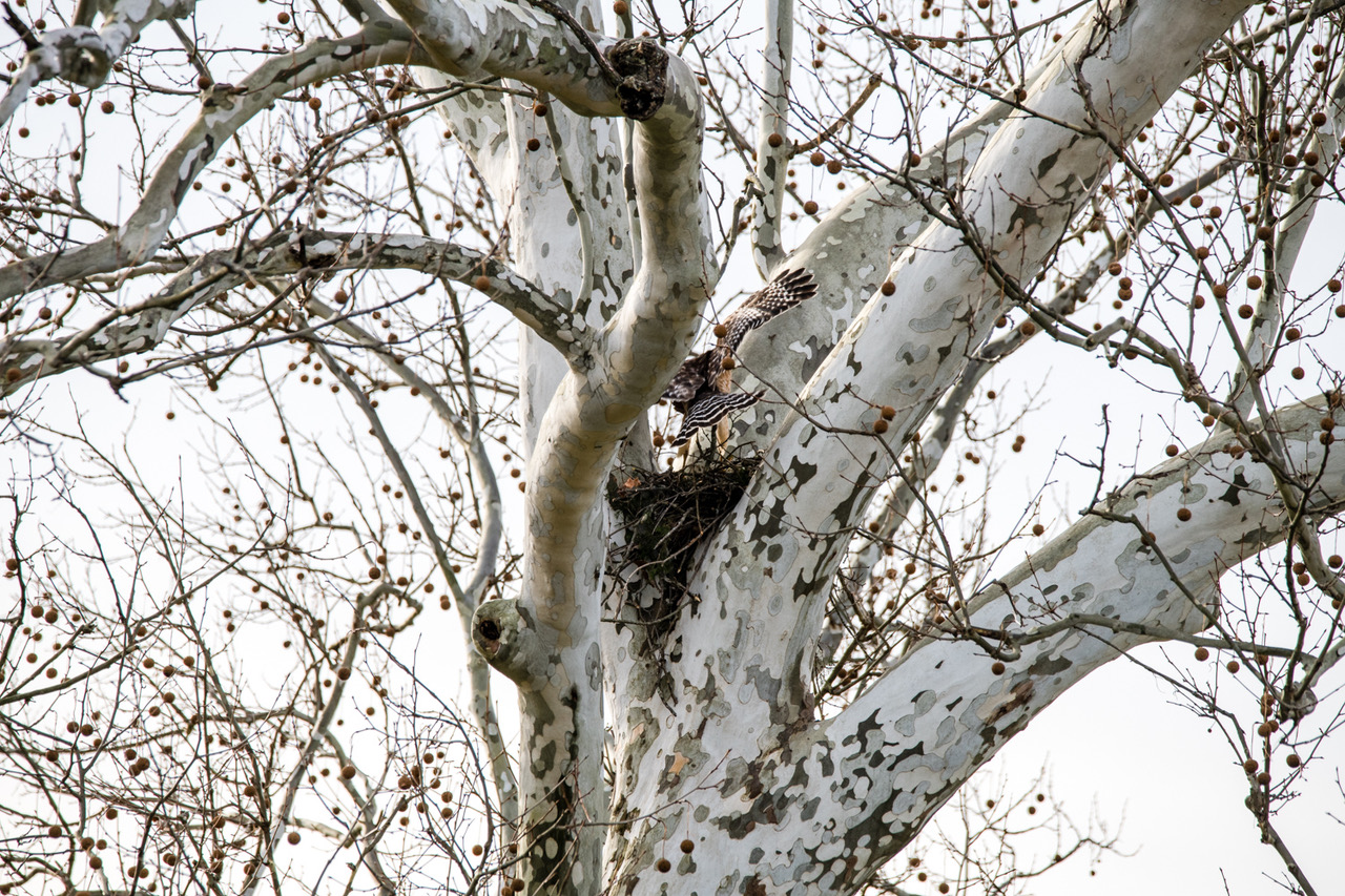 Broad-shouldered hawk leaving the nest. Great camouflage!