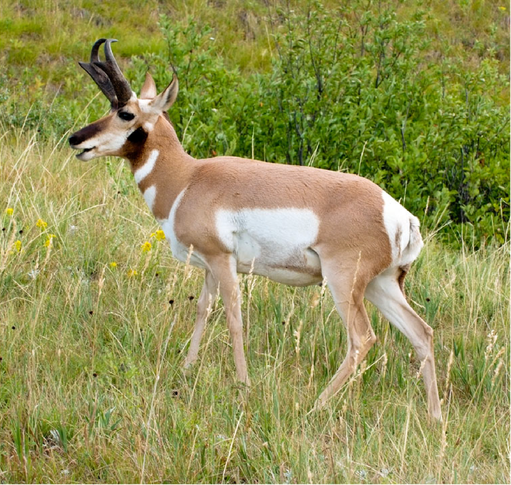 Pronghorn Antelope Close Up. Custer State Park, SD