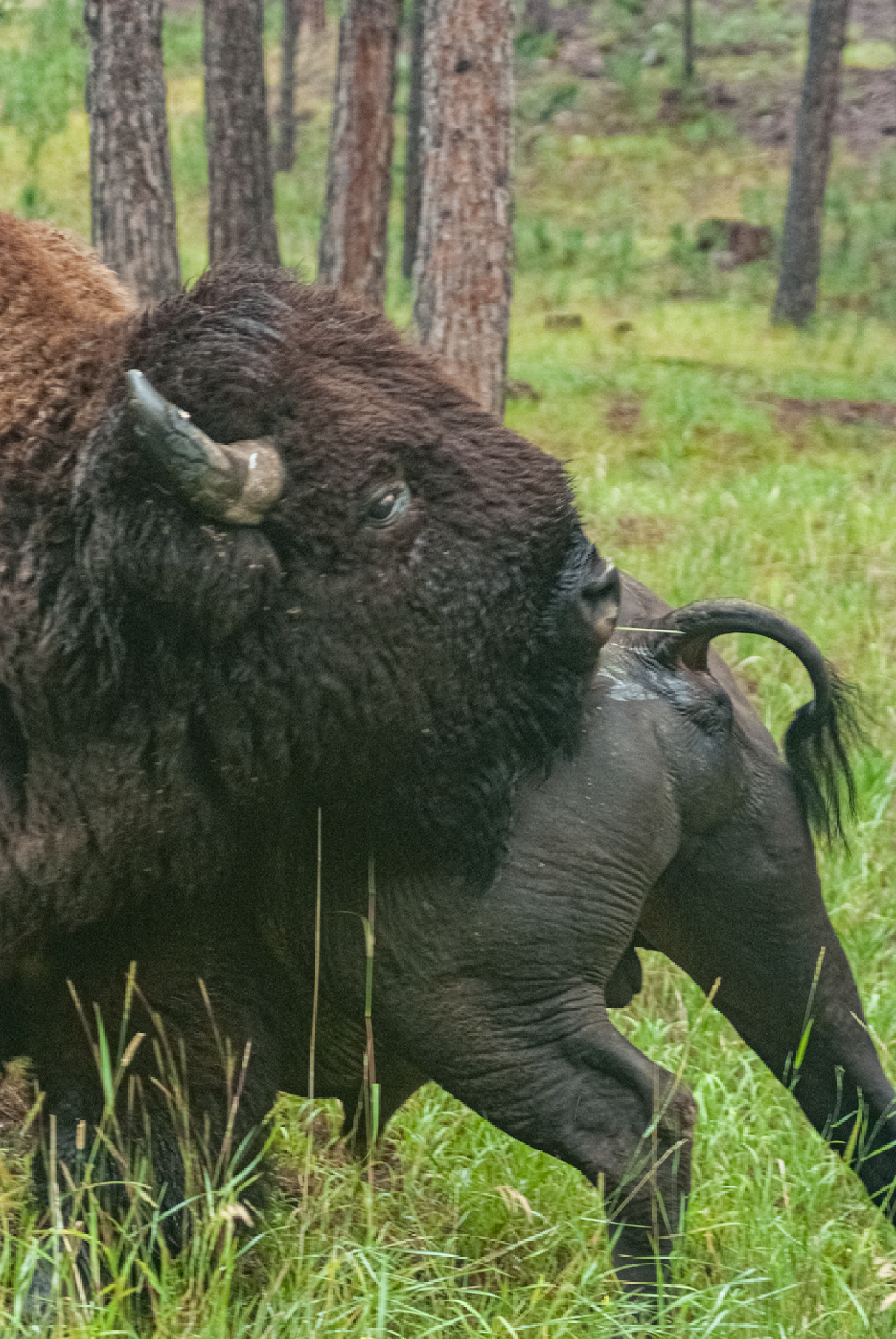 Bison can use tools and are very flexible. Custer State Park, SD