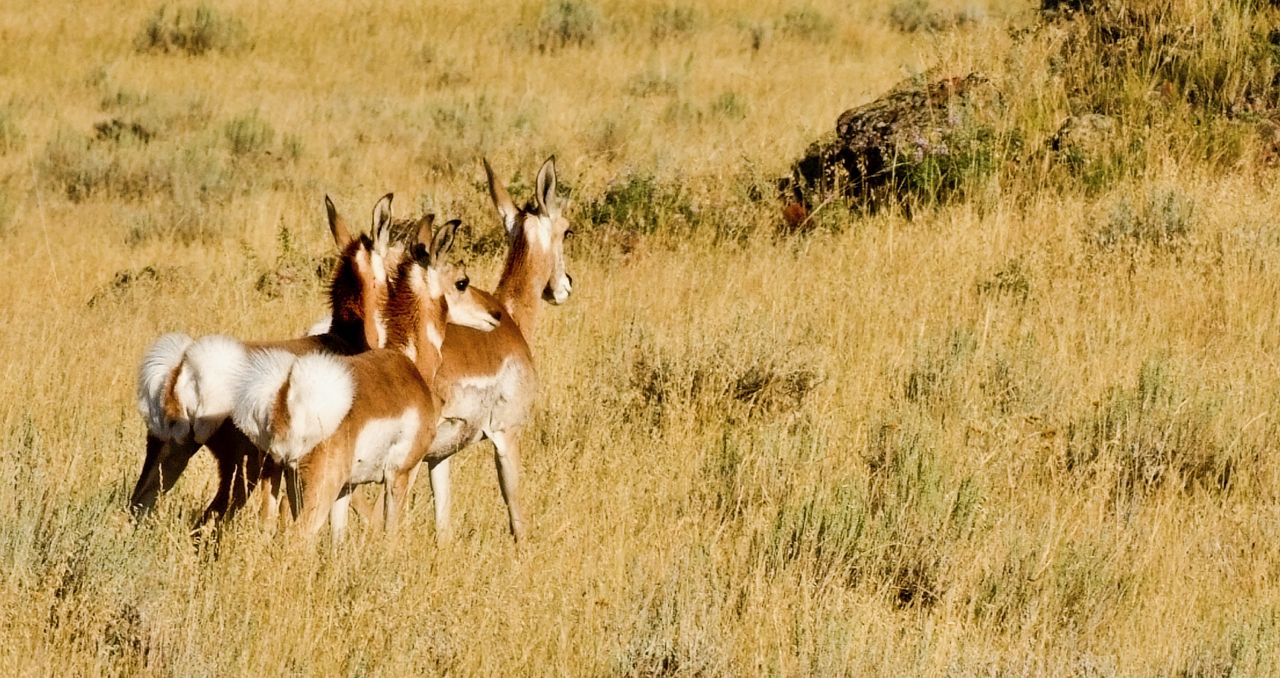Young Antelopes, South Dakota