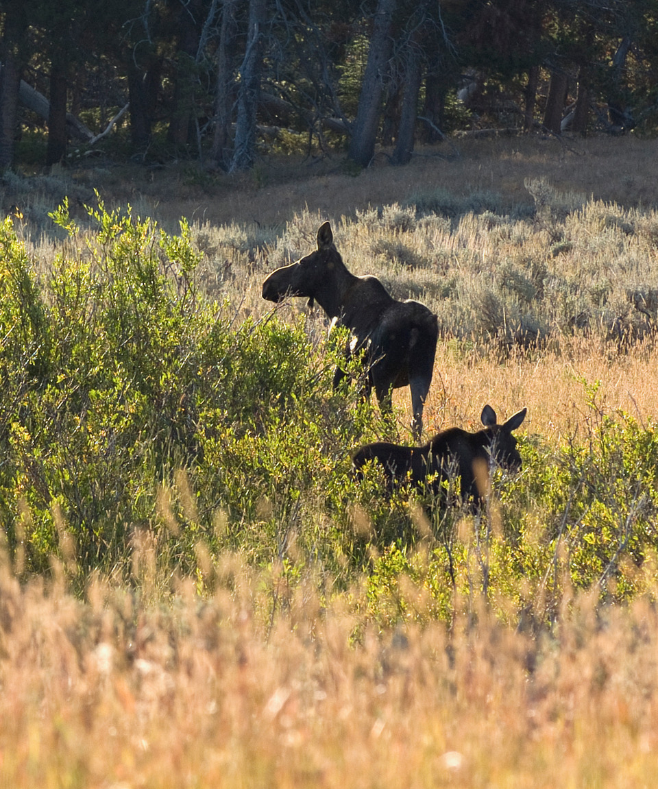 Mother Moose and Calf. A bow hunter is out of frame to the right.
