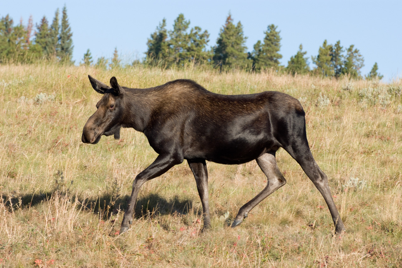 Female moose on the run parallel to the road. She’s frightened and wary. South Dakota.