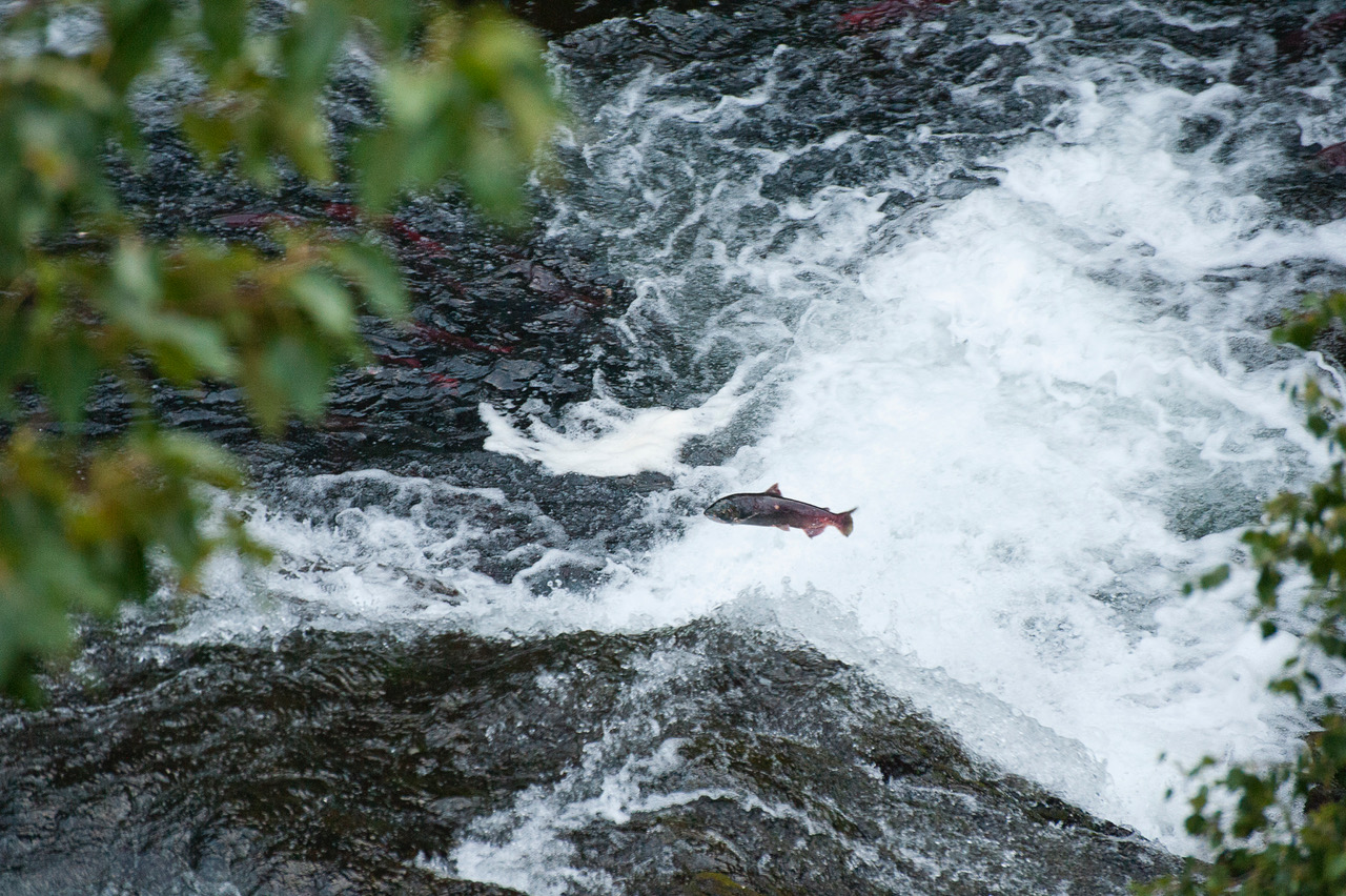 Salmon eager to spawn