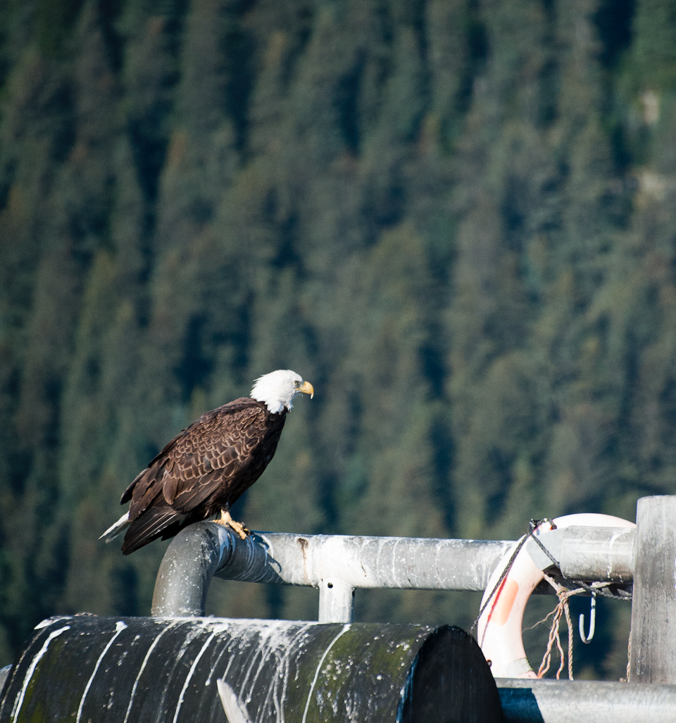 Bald Eagle, Seward AK