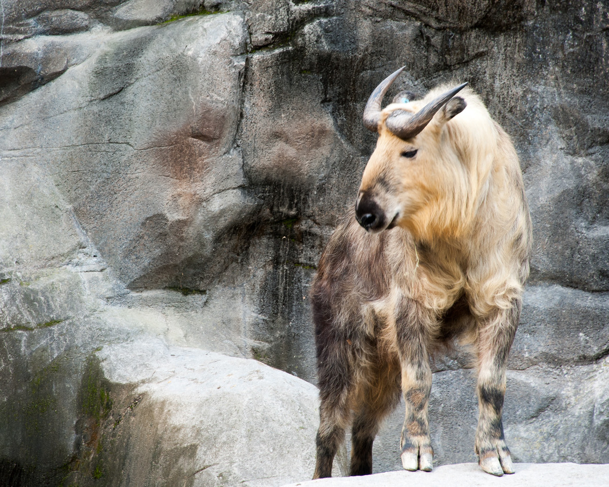 Mountain goat