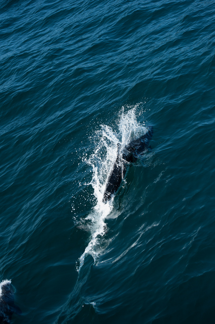 Dall Porpoise, Gulf of Alaska