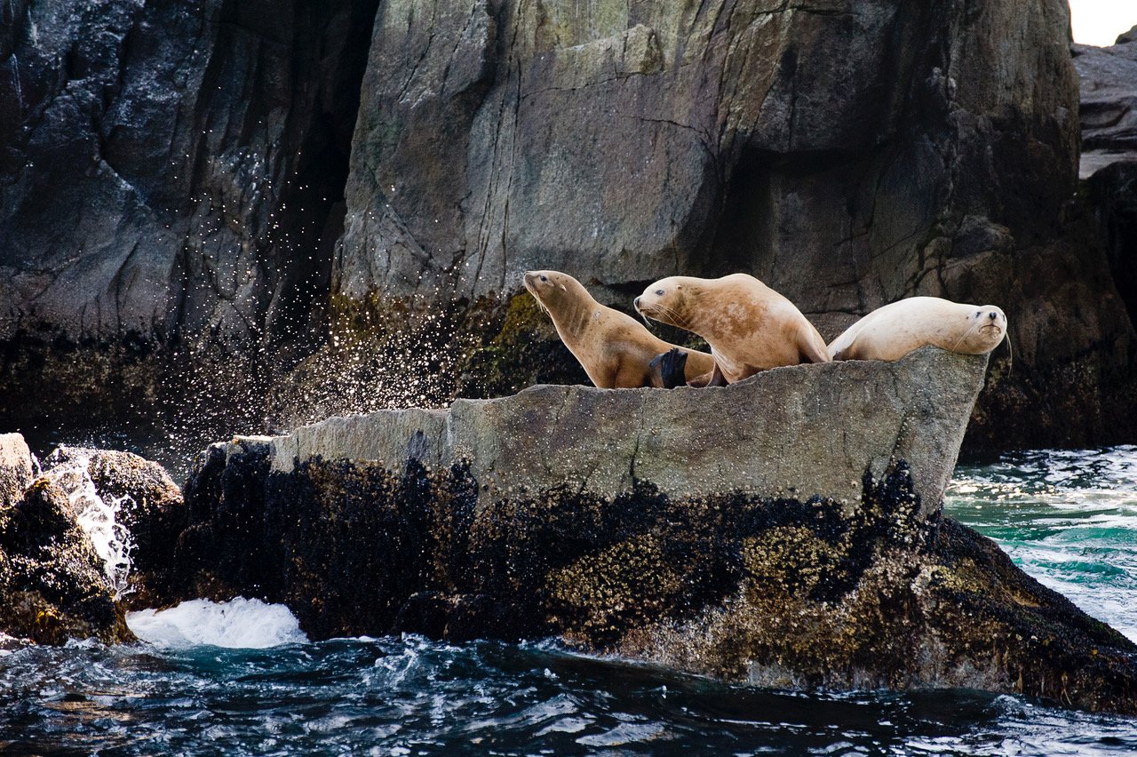 Hooker sea lions, gulf of Alaska, “larry, curly and moe”