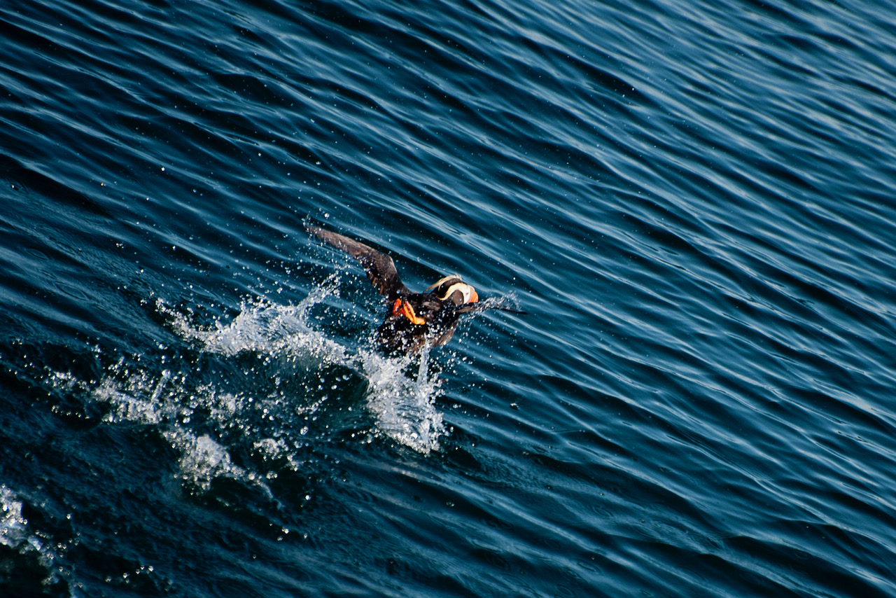 Puffin