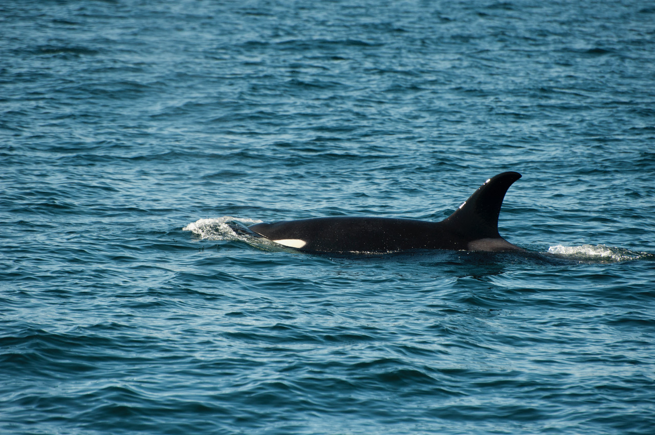 Orca close-up