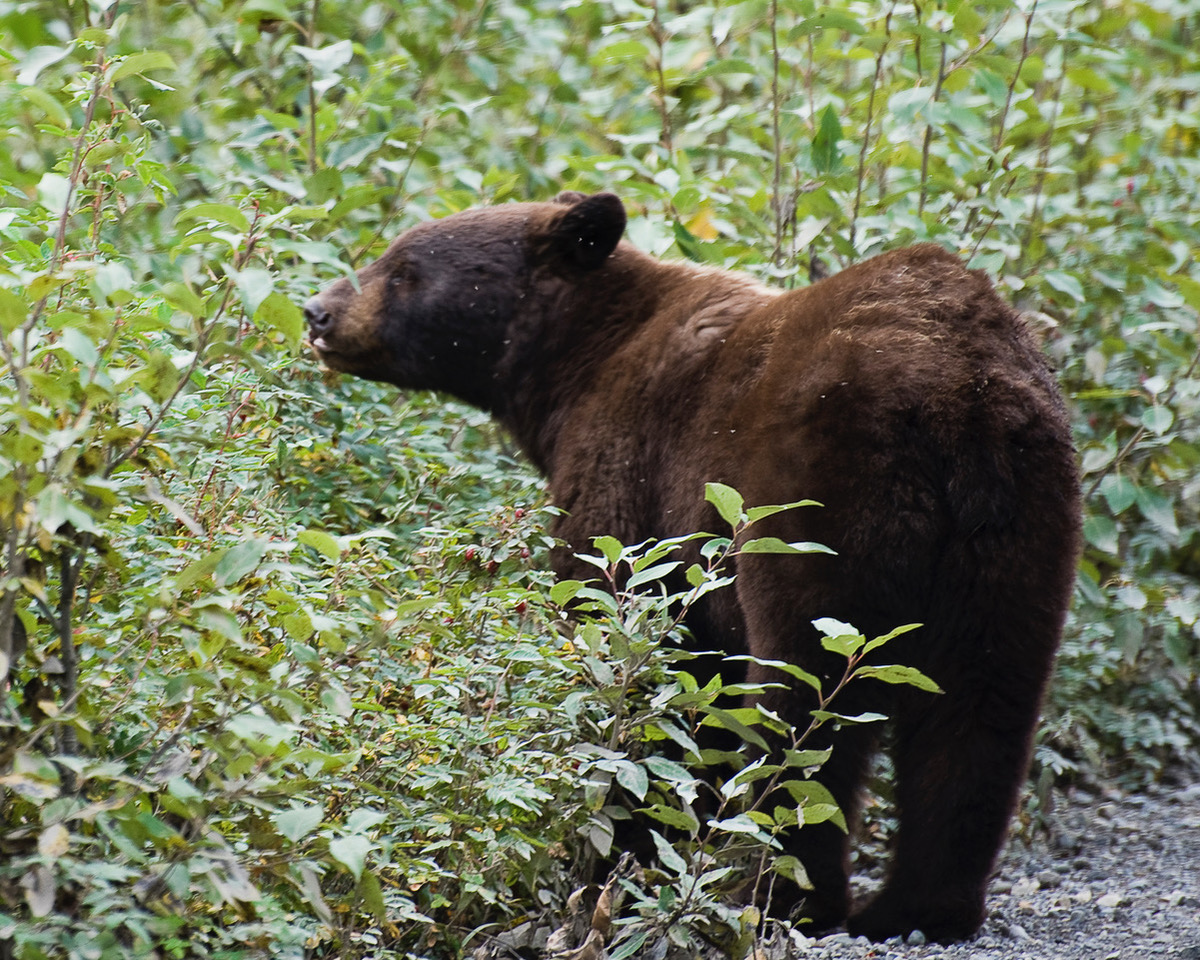Brown Bear, McCarthy AK
