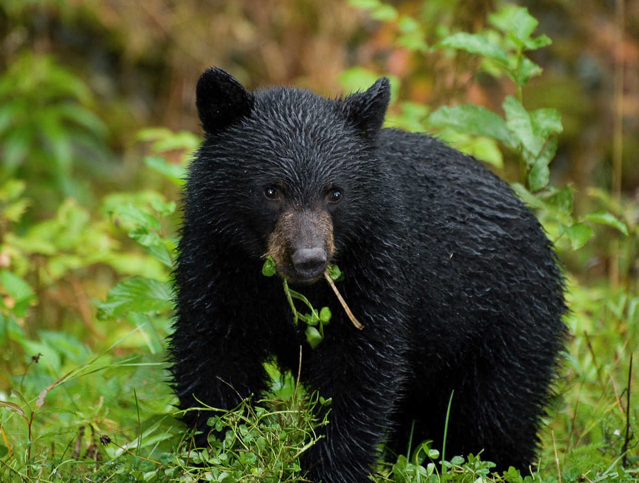 Black Bear Cub in the rain, Cassiar Highway, Canada Photo taken from a stationary car using flash the deep dusk. Mom didn’t even blink — no hostility at all.