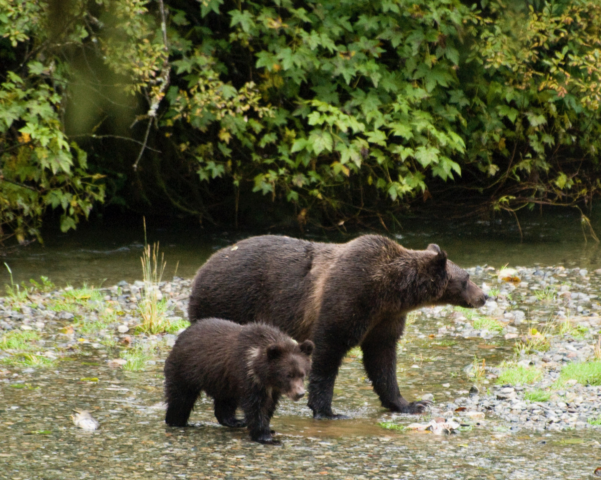 Fish Creeek Grizzlies mom and cub