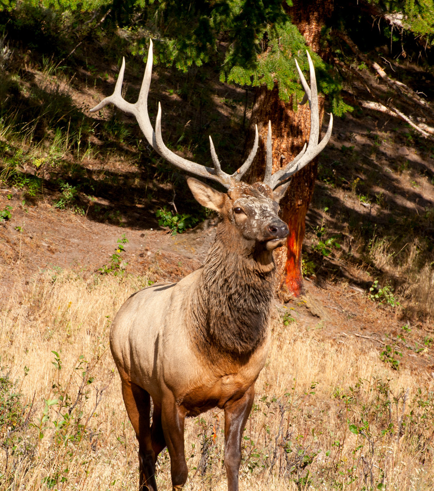Elk Stag in Yellowstone Sept 2010