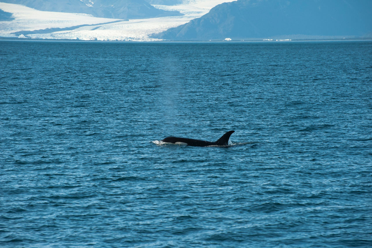Orca spouting